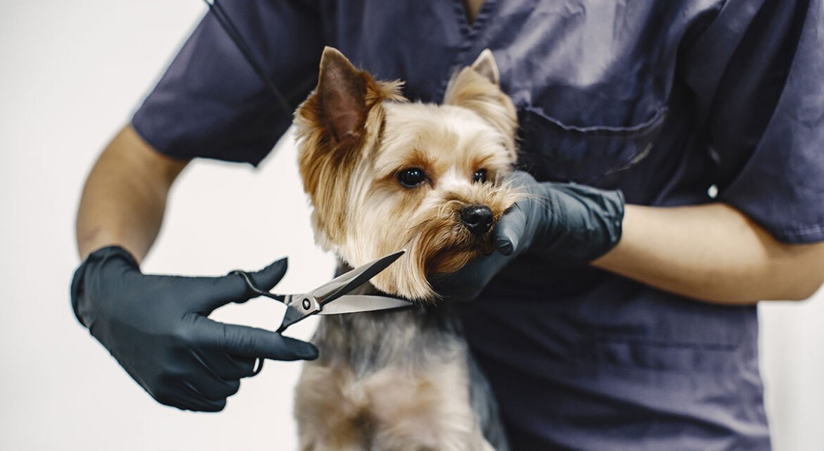 pets grooming