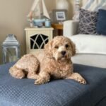 do cockapoo dogs bark a lot?