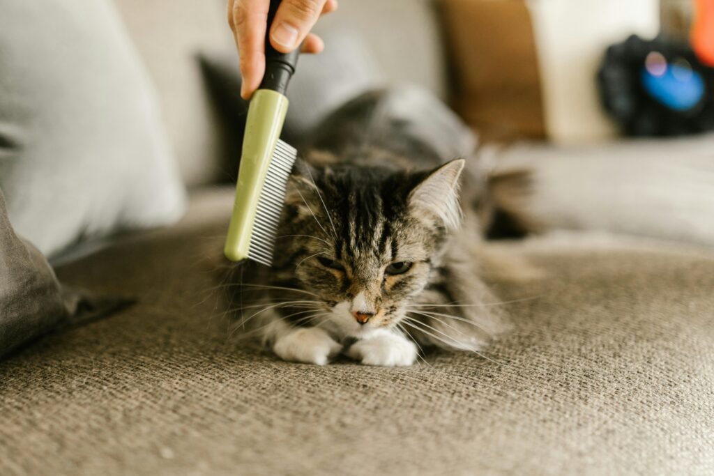 cat grooming